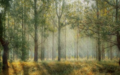 L’impact écologique des cartes de visite